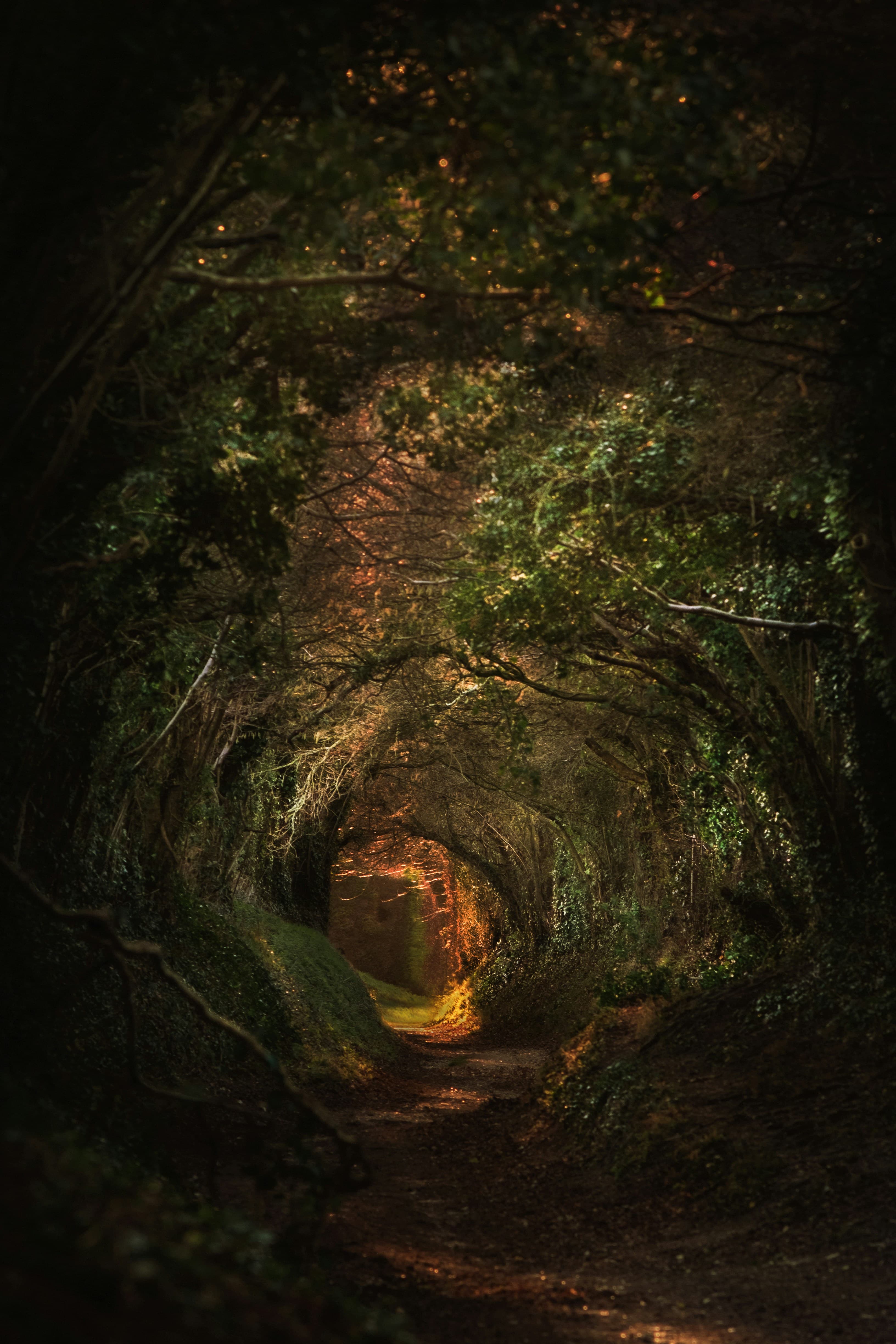 forest tunnel